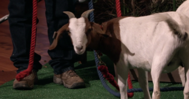 Rent A Goat Update